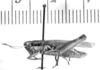 CollectionObject 1524005; 6c9291b1-708e-4a9f-8c24-c430d5b5ce91, ANSPtype no. 5,219: male, lateral view (holotype). (CollectionObject).