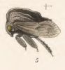 Habitus, lateral view on Bolbonota (Bolbonota) inconspicua Fowler, 1894: (Observation).