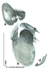 CollectionObject 1569222; 3f4c4d0f-ec4a-4c4c-a14c-4d4bb7178c01: Original drawing by Heidi Hopkins © Heidi Hopkins. Holotype, adult male, genitalia, ventral view. (CollectionObject).