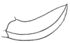 Anaulacomera (Anaulacomera) gibbera Hebard, 1927: Pl. XIX, Fig, 12 (after allotype). female ovipositor (length 6.9 mm). (Otu).