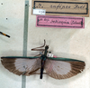 CollectionObject 1562149; NMW 150, 77f8ec9a-8c3d-4893-8a13-edf1d0127e00: copyright NMW, Vienna. female (holotype). (CollectionObject).