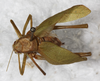 CollectionObject 1565829; a5c65266-8776-45c9-bd0d-3560181090a7: female, dorsal view (syntype). (CollectionObject).