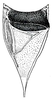 Lamprophyllum micans Hebard, 1924: Pl. IX, Fig. 11. male stridulatory field (total tegmina length 40.7-44.9 mm). (Otu).