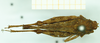 CollectionObject 1532573; 0881e2ee-71ea-4bd7-be48-ba9a1462a294: female, dorsal view (holotype). (CollectionObject).