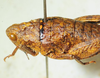 CollectionObject 1498698; e635f42f-e230-4b9e-b777-9f05fe07814c: female head and pronotum, dorso-lateral view. (CollectionObject).