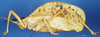 CollectionObject 1506977; c920cdc3-daa0-42ed-bf9f-92cbb3a81a65: female, lateral view (holotype). (CollectionObject).