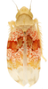 Habitus, dorsal view: !! display not done !! on Hymetta anthisma McAtee, 1919: Habitus (holotype, USNM collection). (Observation).