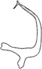 Aedeagus, lateral view: Aedeagus (C. cinerea Dwor.), lateral view. (Observation).