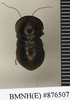 CollectionObject 1573190; 0ee04f5c-9aca-42b0-8f9f-c950a5a94863: Copyright Natural History Museum, London. Non-type (adult female) in BM(NH). Dorsal view. (CollectionObject).