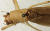 CollectionObject 1535185; e8d3de72-a987-420e-8690-ee91377fda50: male pronotum, dorsal view (lectotype). (CollectionObject).
