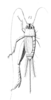 Cryncus episcopus (Saussure, 1877): Pl.13, Fig.12(1). female habitus, dorsal view. (Otu).