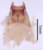CollectionObject 1522887; 452d108d-8f8c-43c6-a616-6c388fa608b4: Male genitalia, ventral view (holotype). (CollectionObject).