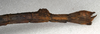 CollectionObject 1559259; NMW 505, 6c23cb0d-dbc2-4a8b-98a0-365a4f792d51: copyright NMW, Vienna. female: end of abdomen, lateral view of synonym Carausius immundus (syntype). (CollectionObject).