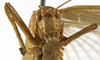 CollectionObject 1529812; 79356435-7401-44ff-9b97-fd157f4ca187: female, frontal view (holotype). (CollectionObject).