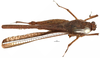CollectionObject 1577269; OUM 725 2/3, 33d0e488-0ab3-47b2-b25b-356ecbaa5c39: female, dorsal view (paralectotype). (CollectionObject).