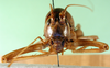 CollectionObject 1500217; 6c55a45a-7869-41f1-bc12-e8d7232b2bad: male, frontal view (syntype). (CollectionObject).