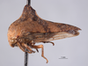 Habitus, lateral view: !! display not done !! on Palonica pyramidata declivata (Van Duzee, 1908): (Observation).
