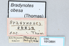 CollectionObject 2870547; CNCI 1013691, 0c1025a6-f722-44ba-a517-eb13cce5c912: Bradynotes obesa. (CollectionObject).