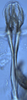 Aedeagus, ventral view: (Observation).