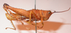 CollectionObject 1543595; e207d5d2-d403-4f91-ab93-6423f6d600cf: male, lateral view (holotype). (CollectionObject).