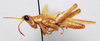 CollectionObject 1540707; d8d46e07-df3f-4727-8a9b-2314a5f7599c: male, lateral view (holotype). (CollectionObject).