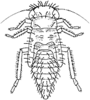 Habitus, lateral view: Nymph (T. ghaurii Dwor.). (Observation).