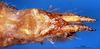 CollectionObject 1505378; fc3d23ee-c6b5-43f7-b0a7-3851a26718c4: female abdomen tip, ventral view (holotype). (CollectionObject).