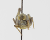 CollectionObject 1523022; ab692a7f-2beb-4ca1-a373-0db3f54a4538: female, frontal view (holotype). (CollectionObject).