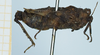 CollectionObject 1583755; c331691f-4ead-4d70-a3d4-55794cc571f1: male, lateral view. (CollectionObject).