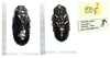 Panesthia angustipennis spadica (Shiraki, 1906): female nymph. (Otu).