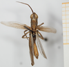CollectionObject 1581313; 781513a4-1b25-4019-86d8-8be64cf1213e, NHMUK10924575: male, dorsal view (paratype). (CollectionObject).