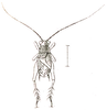 Paratrigonidium nitidum Brunner von Wattenwyl, 1893: Pl. VI, Fig. 75 a. male (body length 6 mm, tegmina 4 mm). (Otu).