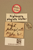CollectionObject 1518628; ccf0e446-6cf9-4dfb-9e85-678e89fa3476, NHMUK015982219: labels (holotype). (CollectionObject).