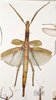 CollectionObject 1558775; 1223b893-7818-4212-b7d4-d77b2eff36da: copyright OUMNH. female of Cyphocrania (Eurycnema) versirubra (holotype). (CollectionObject).