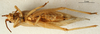 CollectionObject 1501929; 09ae79e5-5bc1-46f4-80c2-4a76431d8b14: male, ventral view. (CollectionObject).