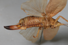 CollectionObject 1505773; a9a2bdcf-6f7e-47c1-88a6-003d3d71616d: female, lateral view (holotype). (CollectionObject).