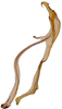 Aedeagus, lateral view on Andanus tambopixunensis Pinedo-Escatel, Dietrich & Zahniser, 2022: (Observation).