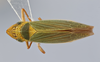 Habitus, dorsal view on Draeculacephala sphagneticola Hamilton, 1985 now Draeculacephala robinsoni Hamilton, 1967: (Observation).
