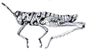 Bryophilacris muscicolor Descamps, 1976: Fig. 60. female, habitus. (Otu).