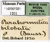 CollectionObject 1587251; MNHN(SF IMPORT DUPLICATE) MNHN-EP-EP1201, 124d5b97-da42-48ab-a098-e529c8d0f5ac: CC BY-NC-ND 4.0/MNHN - Depraetere Marion - 2014. Non type, male. Specimen number: MNHN-EP-EP1201. http://coldb.mnhn.fr/catalognumber/mnhn/ep/ep1201. (CollectionObject).