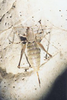 Rhacocleis lithoscirtetes Willemse & Willemse, 2005: female at type locality. (Otu).