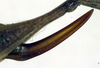 CollectionObject 1500534; beb283a7-5dc7-4bd1-9796-21eed334d8ce: ovipositor (holotype). (CollectionObject).