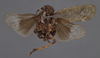 Other: !! display not done !! on Poblicia misella (Stål, 1863): (Observation).
