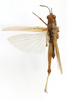 CollectionObject 1591837; b339e4cd-1bf4-42c6-933d-edf14e8cf16f: male, dorsal view (paratype). (CollectionObject).