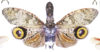Habitus, dorsal view: !! display not done !! on Fulgora laternaria (Linnaeus, 1758): (Observation).