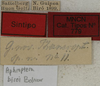 CollectionObject 1535154; 9dac2dbd-c38b-4ab3-af3f-424b96346702: labels (syntype). (CollectionObject).