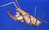 CollectionObject 1520520; 66b6dc33-ad11-4dce-af14-7f2439ab7ef7: female Habitus lateral view. (CollectionObject).