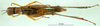 CollectionObject 1500969; 12786618-ca25-4848-8efc-fd74f2069dfe, DORSA BA000600S01: female, dorsal view (holotype). (CollectionObject).