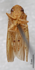 Habitus ventral view on Coarctana serpenta (DeLong, 1980): Male holotype [AMNH]: habitus, ventral view. (Observation).