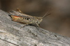 Chorthippus (Glyptobothrus) brunneus brunneus (Thunberg, 1815): male (Germany, Brandenburg, Schorfheide). (Otu).